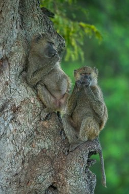 İki zeytin maymunu ağaçta oturup dinleniyor.