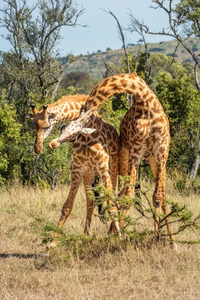 Deux Combats Girafe Masai Dans Clairière Herbeuse — Photo