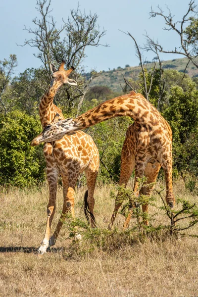 Masai Zürafası Çimenlik Alanda Kavga Ediyor — Stok fotoğraf