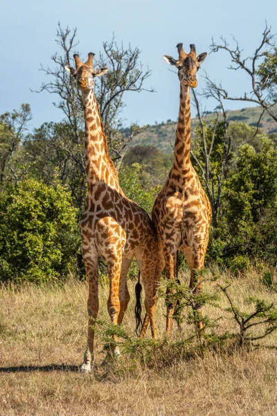 Due Giraffe Masai Che Combattono Nella Radura Illuminata Dal Sole — Foto Stock