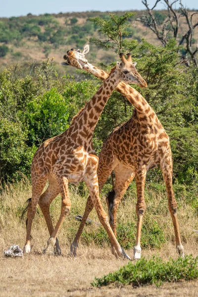 Deux Girafe Masai Dans Clairière Herbeuse Necking — Photo