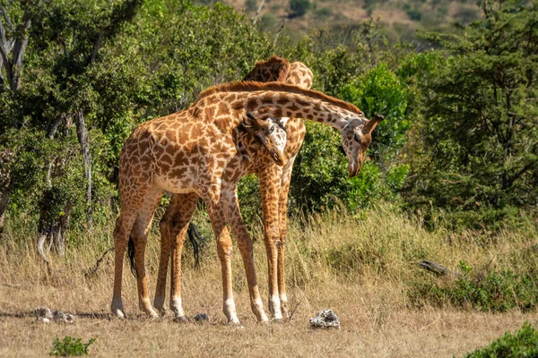 Due Masai Giraffa Collo Radura Erbosa — Foto Stock