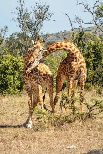 Two Masai Giraffe Neck Sunlit Clearing — Stock Photo, Image