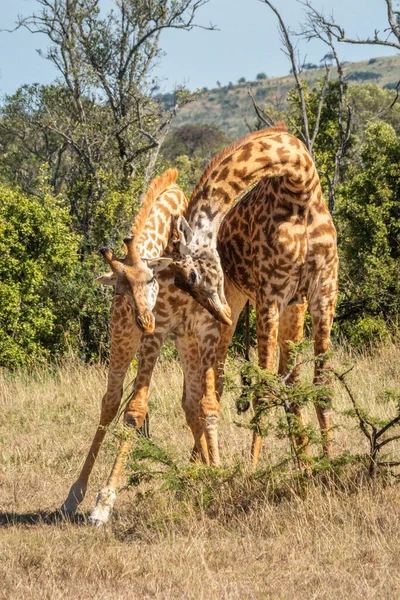 Masai Giraffe Neckingで日光浴 — ストック写真