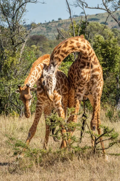 Deux Girafes Masai Battent Dans Les Prairies — Photo