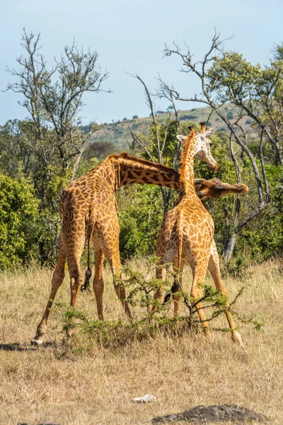Savanada Savaşan Iki Masai Zürafası — Stok fotoğraf