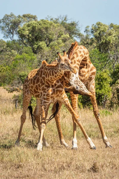 Deux Girafes Masai Battent Près Des Arbres — Photo