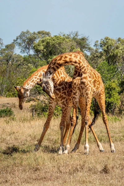 Deux Girafes Masai Battent Sur Herbe — Photo