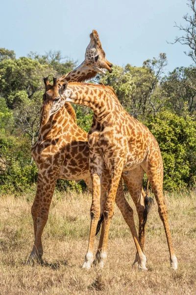 Deux Girafes Masai Tiennent Cou Dans Les Prairies — Photo