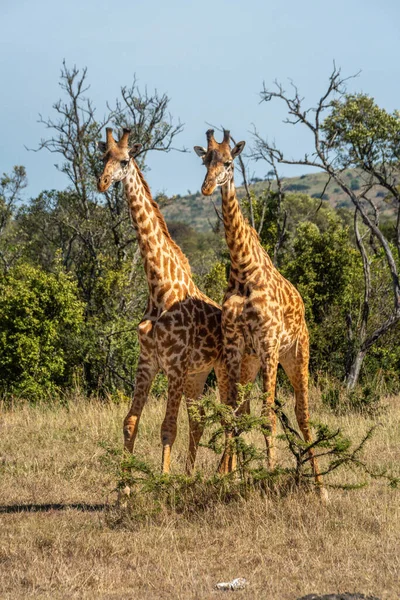 Deux Girafes Masai Debout Dans Clairière Herbeuse — Photo