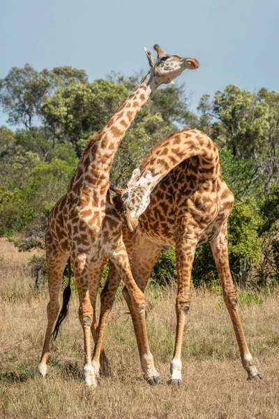 Two Masai Giraffe Stand Necking Trees — Stock Photo, Image