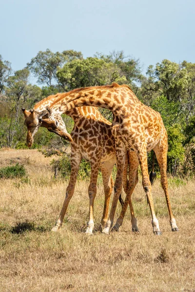 Două Girafe Masai Stau Gâtul Iarbă — Fotografie, imagine de stoc