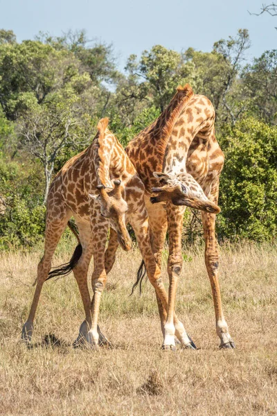 Deux Girafes Masai Dressent Sur Les Prairies — Photo