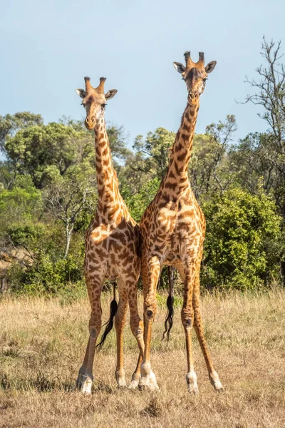 サバンナに2人のマサイキリンが並んで立っている — ストック写真