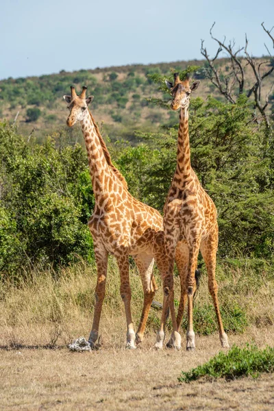 Due Giraffe Masai Stanno Fianco Fianco Nella Compensazione — Foto Stock