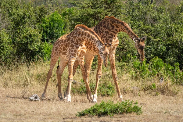 Due Cavalletti Masai Giraffa Con Teste Abbassate — Foto Stock