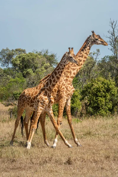 Ayakları Açık Iki Masai Zürafa Standı — Stok fotoğraf