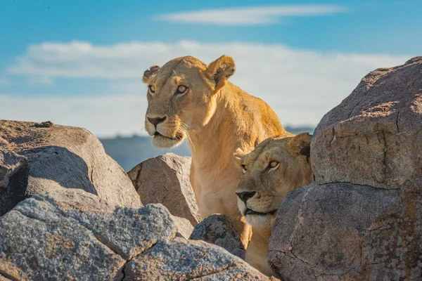 两只狮子躺在岩石上 — 图库照片
