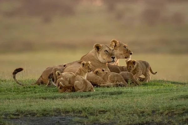 Two Lionesses Lie Cubs Looking Right — Stock Photo, Image