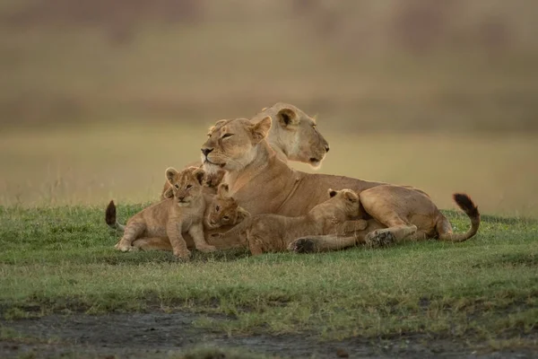 Two Lionesses Lie Cubs Grass — Stock Photo, Image