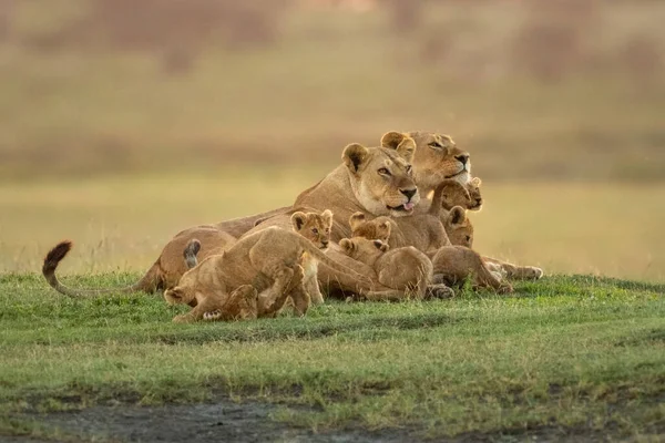 Two Lionesses Lie Eight Playful Cubs — Stock Photo, Image