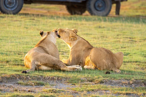 Two Lionesses Nuzzle Each Other Vehicle — Stock Photo, Image