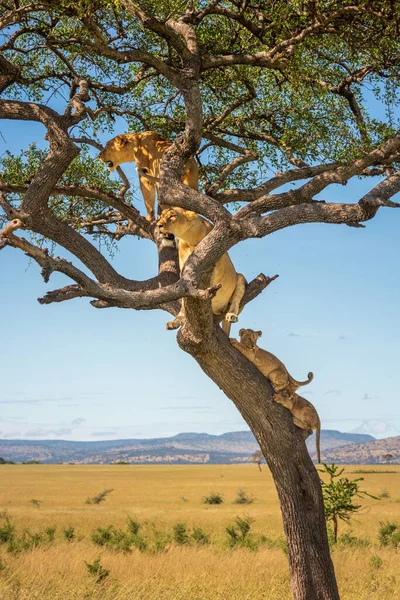 Två Lejoninnor Sitter Träd Med Ungar — Stockfoto