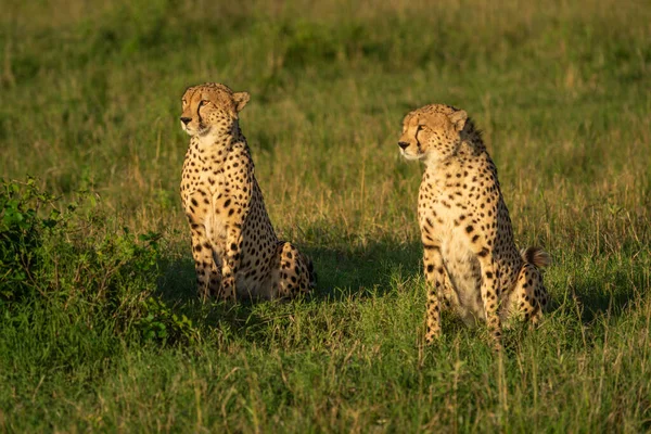 Twee Mannelijke Cheeta Zitten Zij Aan Zij Gras — Stockfoto