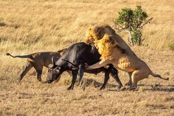 Två Manliga Lejon Attackerar Buffel Annan — Stockfoto