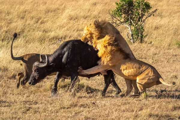 Erkek Aslan Bir Diğerinin Yanında Bufalo Saldırıyor — Stok fotoğraf