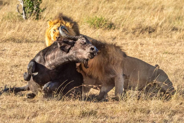 Två Manliga Lejon Håller Ner Cape Buffalo — Stockfoto