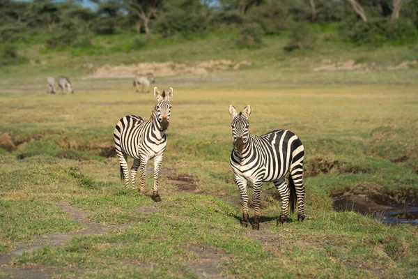Twee Vlakten Zebra Naast Rivier Gezicht Camera — Stockfoto