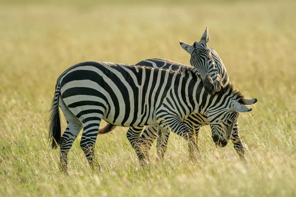 Două Câmpii Zebra Lupta Iarbă Înaltă — Fotografie, imagine de stoc