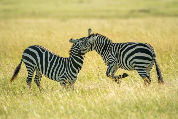 Zwei Flachland Zebras Kämpfen Langen Gras — Stockfoto