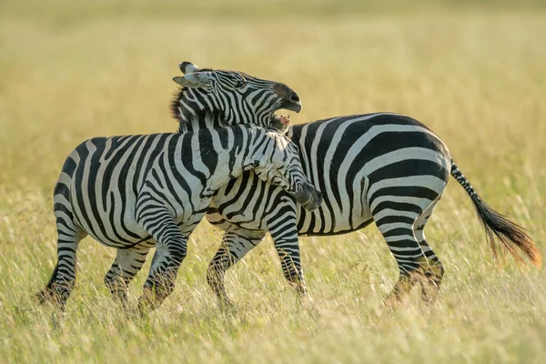 Duas Planícies Zebra Jogar Luta Grama — Fotografia de Stock