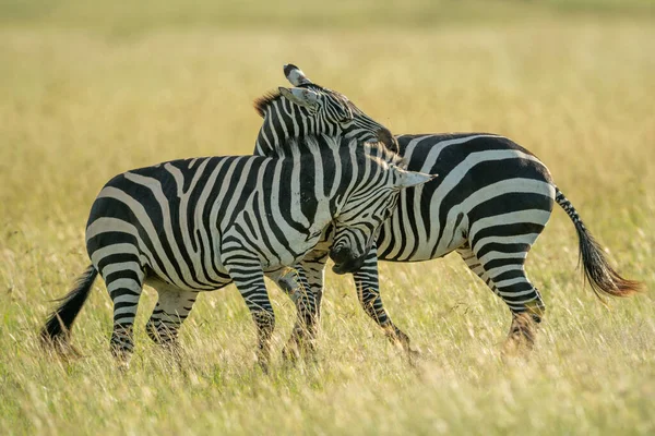 Două Câmpii Zebră Joacă Lupta Iarbă — Fotografie, imagine de stoc