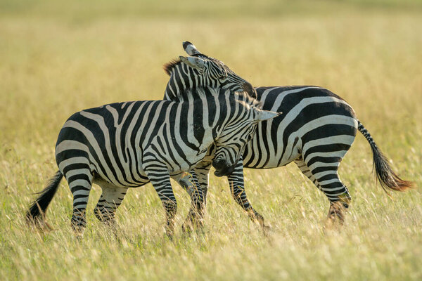 Two plains zebra play fighting in grass