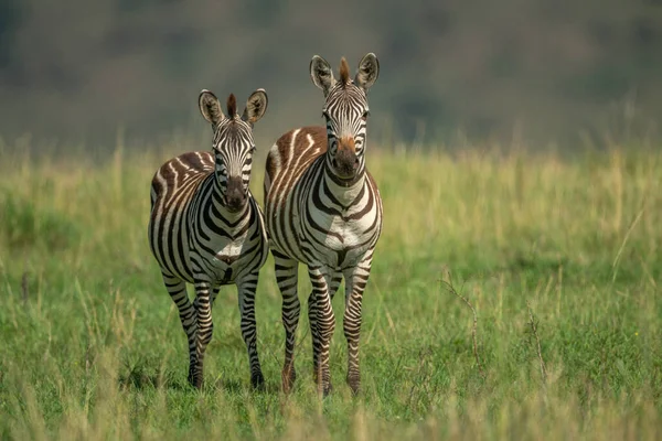 Zwei Flachland Zebras Stehen Langen Gras — Stockfoto