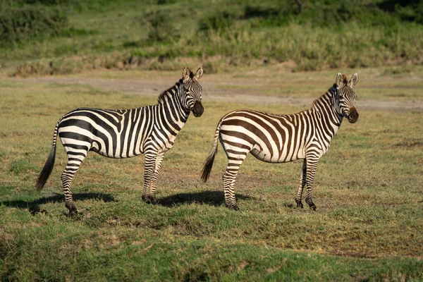 Dos Llanuras Pie Cebra Que Reflejan Entre — Foto de Stock