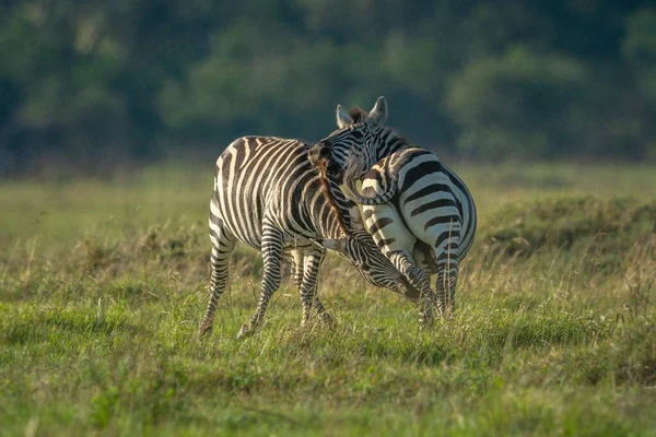 Twee Tiener Zebra Spelen Vechten Savanne — Stockfoto