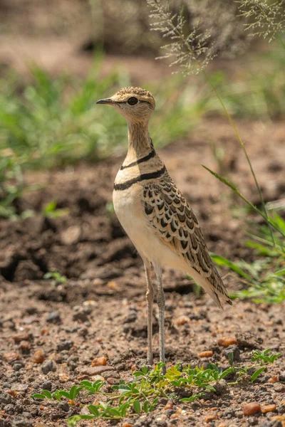 Two Banded Courser Stands Grass Facing Left — Stock Photo, Image