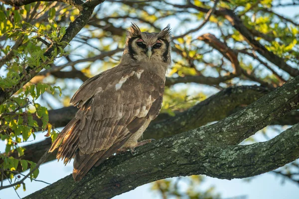 Verreaux Eagle Owl Eyes Camera Lichen Covered Branch — Stock Photo, Image