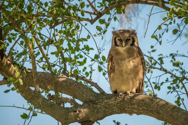 Verreaux Eagle Owl Dappled Sunlight Tree — Stock Photo, Image