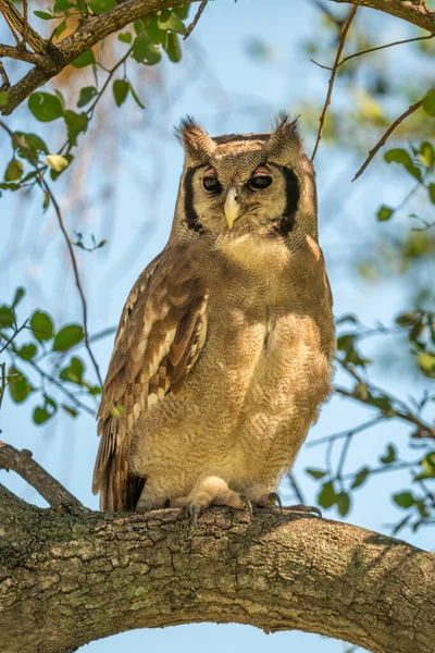 Verreaux Uhu Gefleckten Sonnenlicht Auf Zweig — Stockfoto