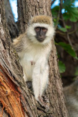 Vervet maymunu ağaçta oturur ve bakar