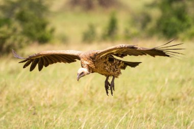 Beyaz sırtlı akbaba çayırlara doğru süzülüyor.