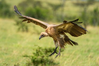 Beyaz sırtlı akbaba bacaklarını açmış süzülüyor.