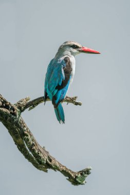 Woodland Kingfisher profilde ölü bir dalda
