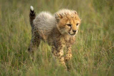 Genç çita yavrusu uzun çimenlerde yürüyor.