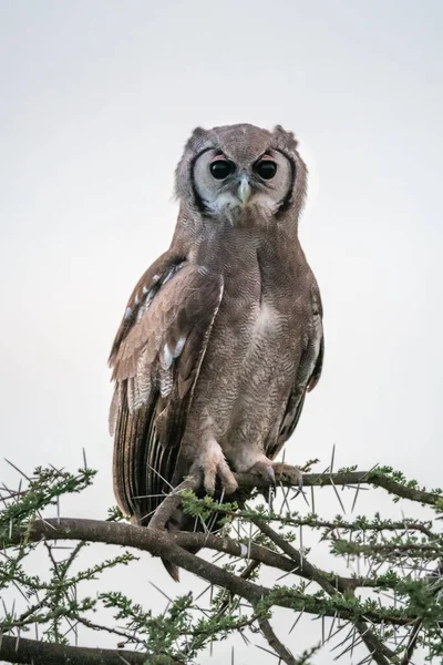 Verreaux eagle-owl on branch looking at camera